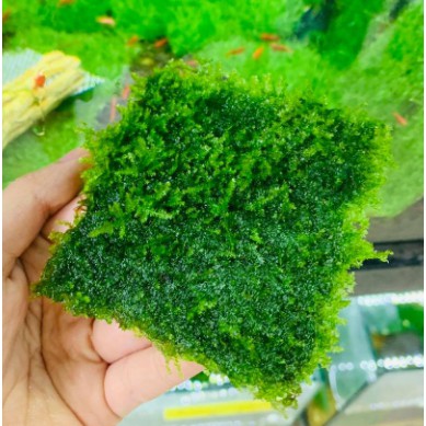 Rêu thủy sinh MINI TAIWAN - Taiwan moss