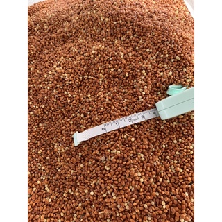 Hạt kê đỏ 1kg