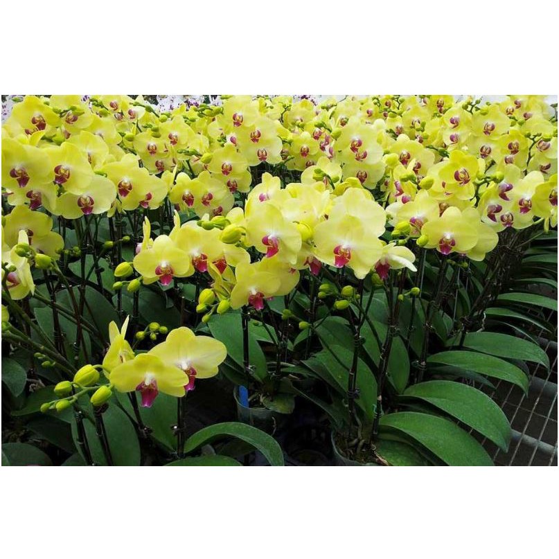 Phân bón Grow More Orchid 20-20-20 chuyên dùng cho lan - Hoa lớn, màu sắc đẹp nhập khẩu Mỹ Growmore 567gr