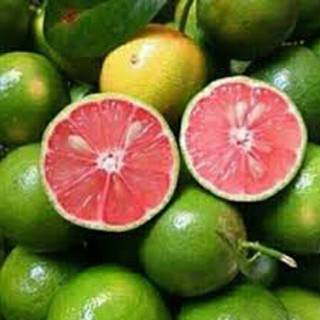 Cây giống chanh đào - NCCGCD