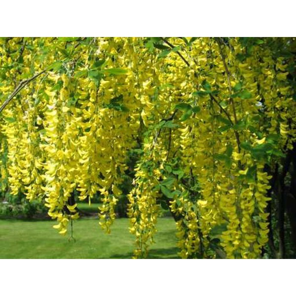 Cây giống muồng hoàng yến, cây Osaka vàng trồng bóng mát cho hoa màu vàng đẹp - phân phối bởi NÔNG TRẠI TẠI GIA