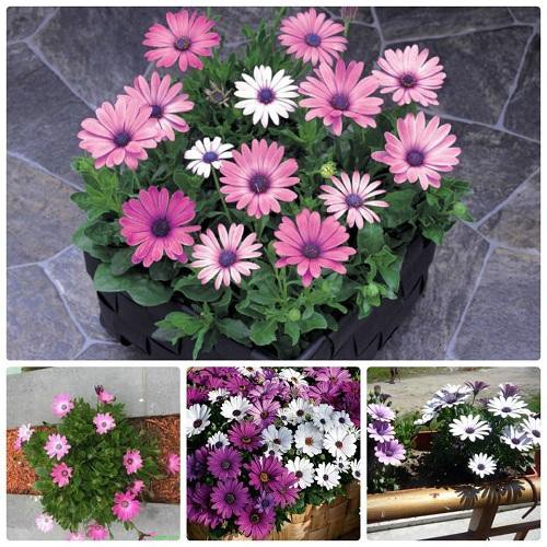 Hạt Giống Hoa Cúc Châu Phi F1 loại siêu dễ trồng dễ chăm sóc kháng sâu bệnh [ gói 50gram , 100gram, 200gram]