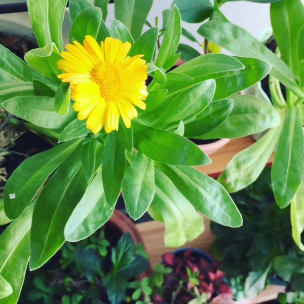 miagarden
