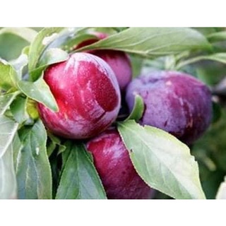 Cây giống mận hậu