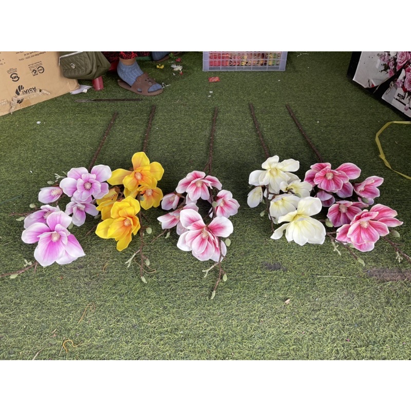 hoa mộc Lan cao su 5 bông