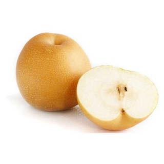 Cây giống Mắc Cọoc (Lê Nâu) cao 70-80cm