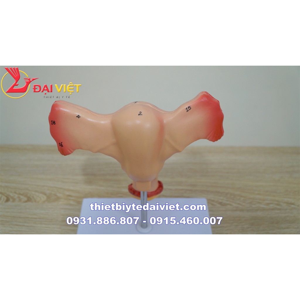 Mô hình giải phẫu bộ phận sinh dục nữ
