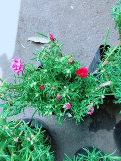 Hoa mười giờ mỹ