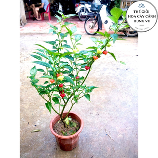 Cây ớt trái tim đang hoa quả cao 50cm .