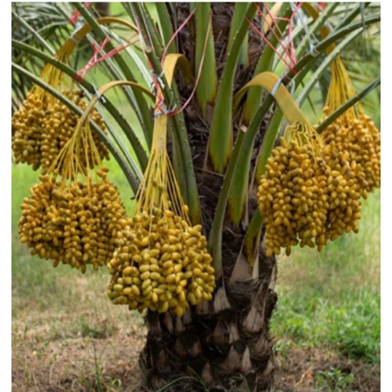 Cây chà là giống