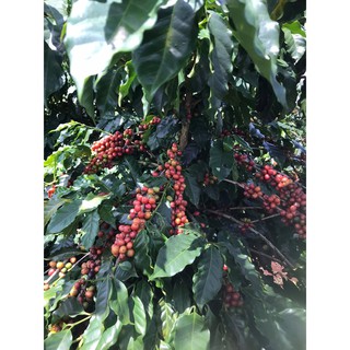 Cà Phê Nhân Arabica Moka Baka Coffee (Bì 1kg)