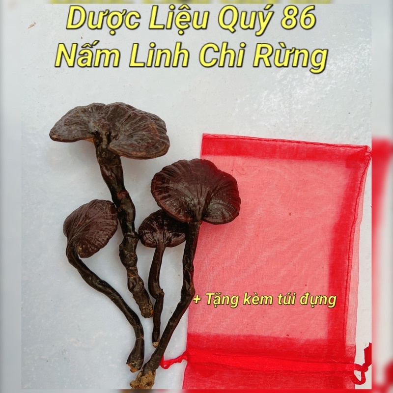 NẤM LINH CHI RỪNG - nấm linh chi trúc- nấm cổ cò