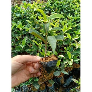 (UY TÍN) Cây mộc hương ta giống