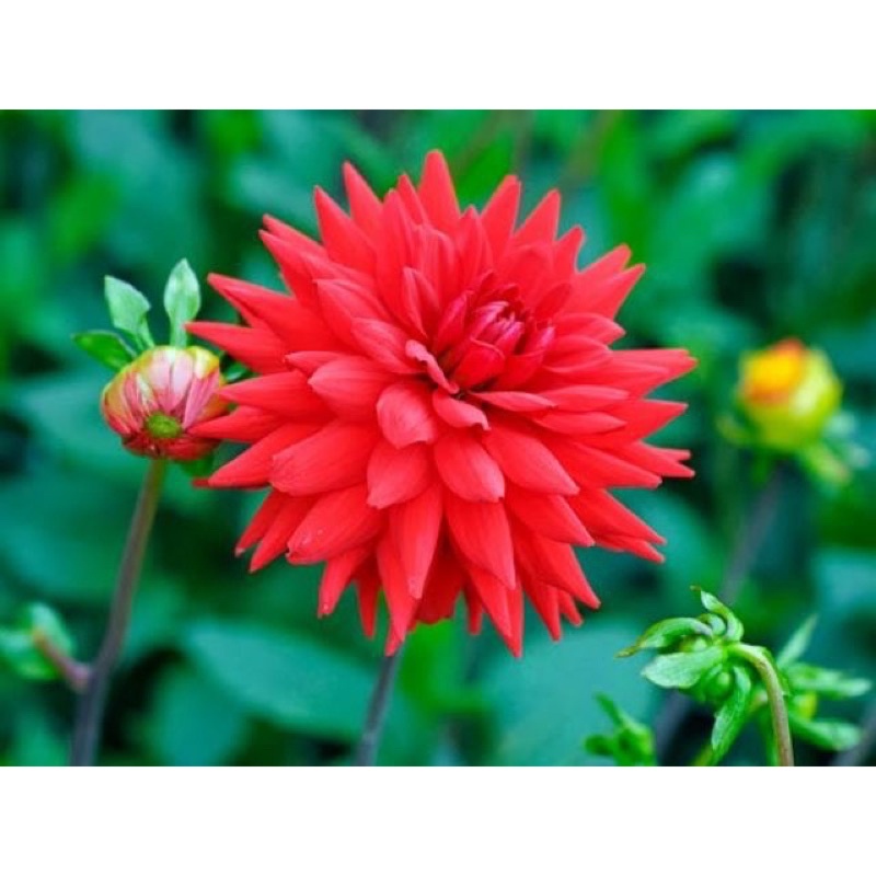 50 hạt giống  hoa thược dược nhiều mầu hiệu lucky cao cấp