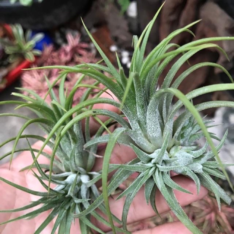 Cây không khí Tillandsia ion druid