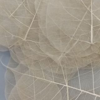combo 50 lá bồ đề