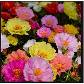 200 Hạt Giống Hoa Mười Giờ Mỹ Kép Mix