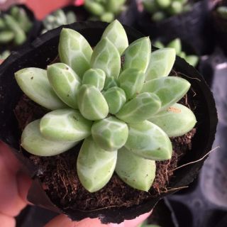 Sen đá Kim Cương