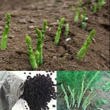 Hạt giống Măng tây xanh chịu nhiệt dễ trồng có hướng dẫn gieo ươm, gói zin của công ty