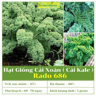 Hạt Giống Cải Kale Rado 686 Cho Năng Suất Cao, Dễ Trồng Và Chăm Sóc, Phù Hợp Khí Hậu Việt Nam [5gram]