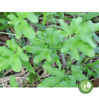 Cây Bòng Bong 1KG -ND155