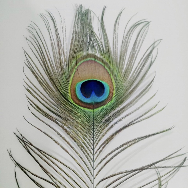 LÔNG CÔNG ỐP ĐIỆN THOẠI, Lông công đẹp | BigBuy360 - bigbuy360.vn