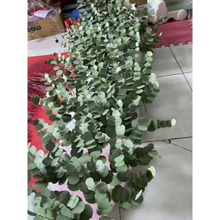 Lá táo giấy lá bạc