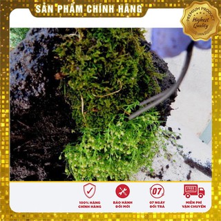 Rêu rừng trồng phong lan đã qua xử lý - 150gr