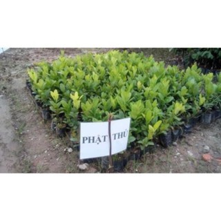 Cây Giống Phật Thủ