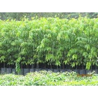 Cây gỗ sao đen giống