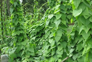 hạt giống SƯƠNG SÂM- gói 10h