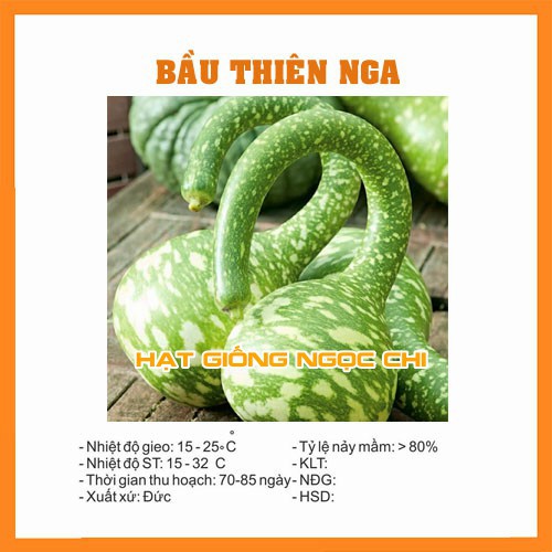 Hạt Giống Bầu Thiên Nga - 5 Hạt