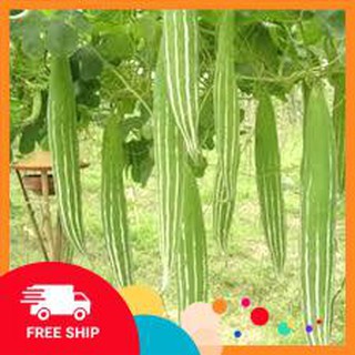 5 hạt giống quả lặc lè ( mướp mèo- mướp nhật)