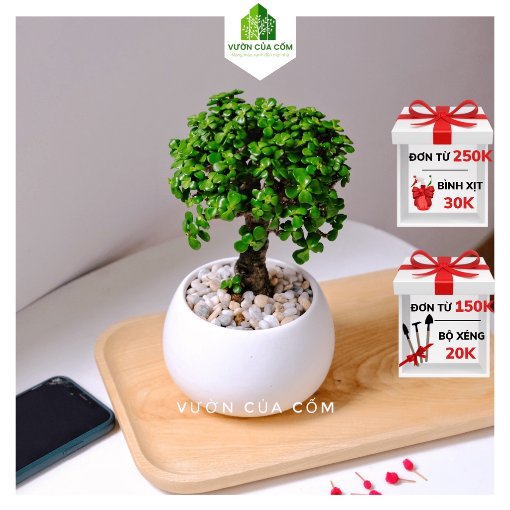 Cây đô la xanh để bàn kết hợp cùng chậu sứ trắng mang phong thủy tài lộc cho gia chủ . Món quà tặng cực ý nghĩa .