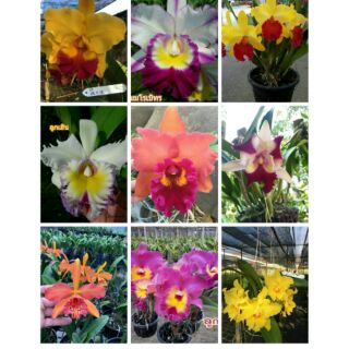 Hoa phong lan cattleya cây trưởng thành