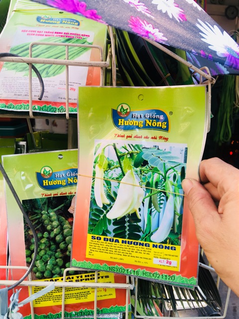 HẠT GIỐNG BÔNG SO ĐŨA MÓNG CHIM (bông lớn)