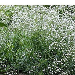 50h Hạt Giống Hoa Baby Breath Lâu Năm Bông Nhỏ luckyseed hạt siêu rẻ