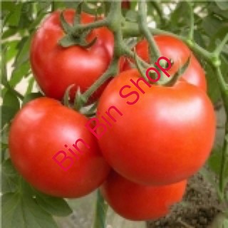HẠT GIỐNG CÀ CHUA ẤN ĐỘ gói 30 hạt