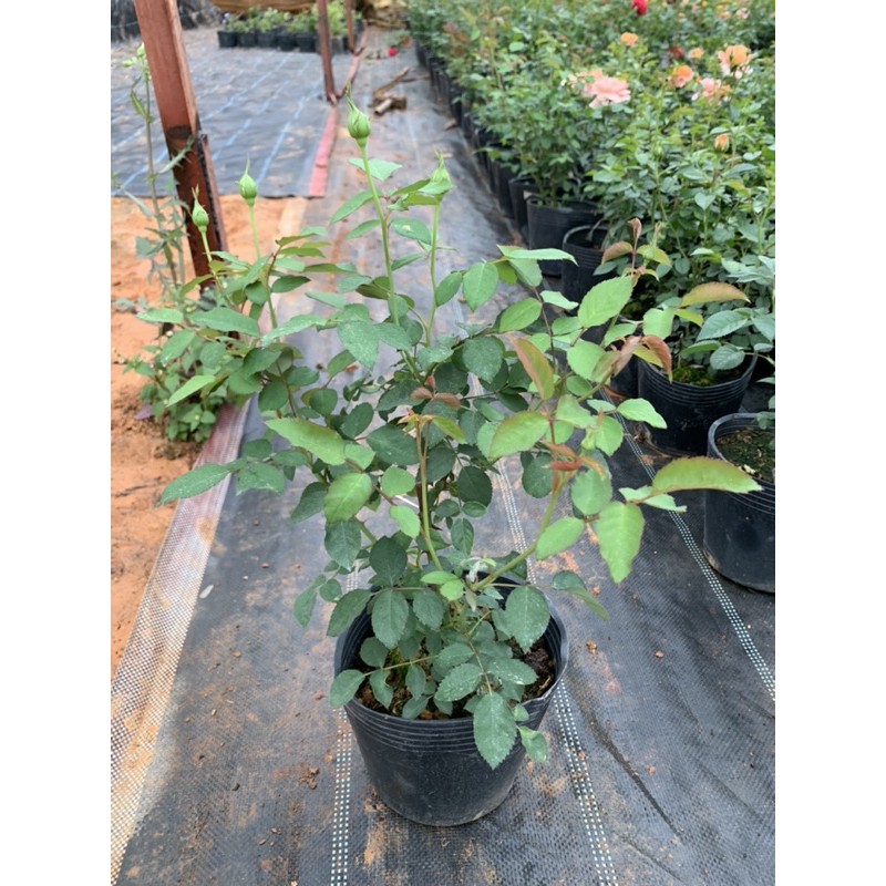 Cây hoa hồng bụi Molinuex màu vàng, cây nguyên chậu cao 50-60cm. thienan22916