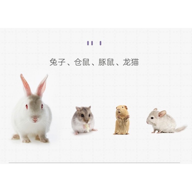 Diếp Xoăn mài răng, chống đầy bụng cho Thỏ, Bọ, Chin, Hamster