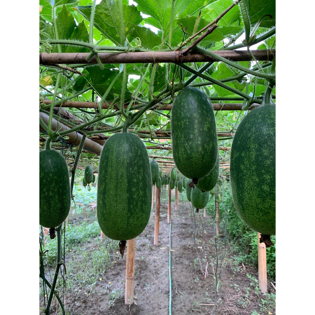 🌱 Bí xanh thơm Bắc Kạn gói 34 hạt nảy mầm 99%