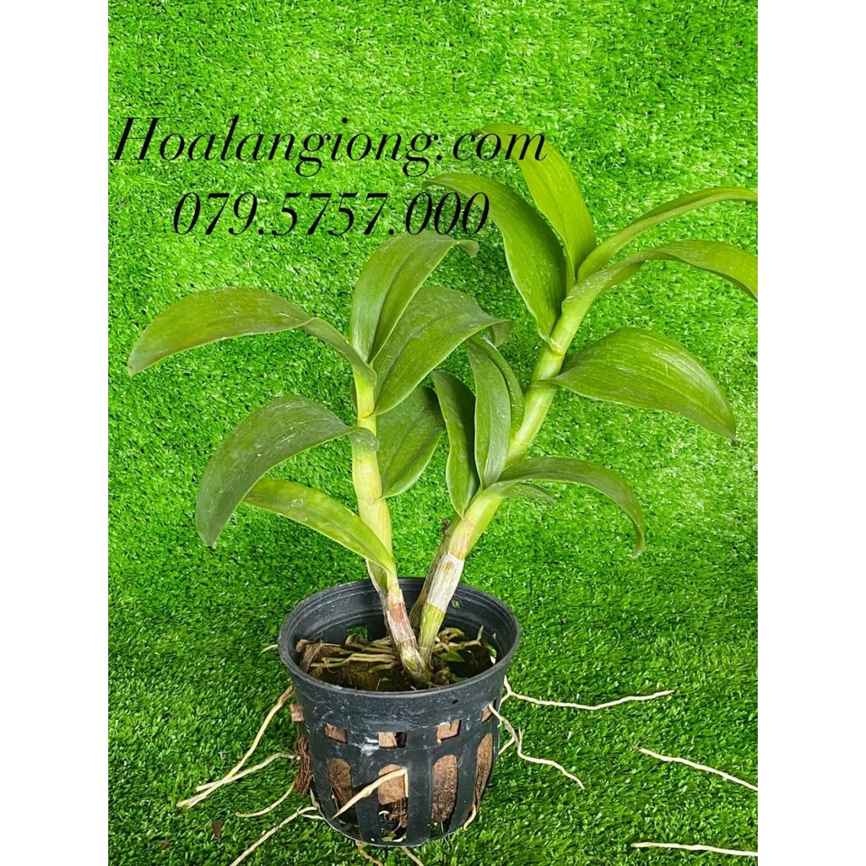 HOA LAN DENRO CỜ ĐỎ XỔ CHỚP 5%