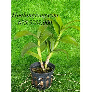 HOA LAN DENRO CỜ ĐỎ XỔ CHỚP 5%
