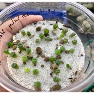 Hạt giống Lithops (Thạch Lan) Mix