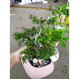 CÂY BONSAI MINI LINH SAM