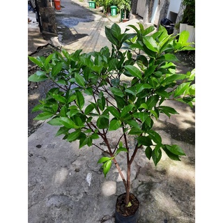 Cây sắn thuyền, cây lớn cao khoảng 80-90cm, như hình