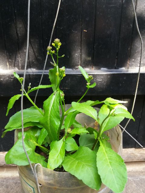 Hạt giống rau Cải đất