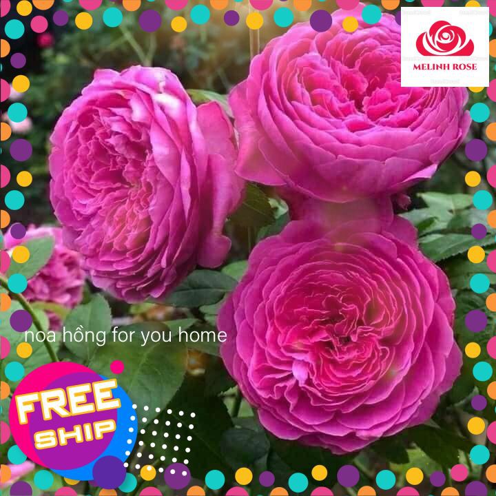Hoa hồng ngoại For Your Home rose – Sắc hồng cánh sen đẹp hoàn mĩ, vạn người mê- Vườn Hoa Melinhrose
