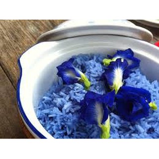 Hạt giống hoa đậu biếc