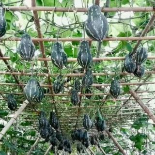hạt giống bí ngô mật luga